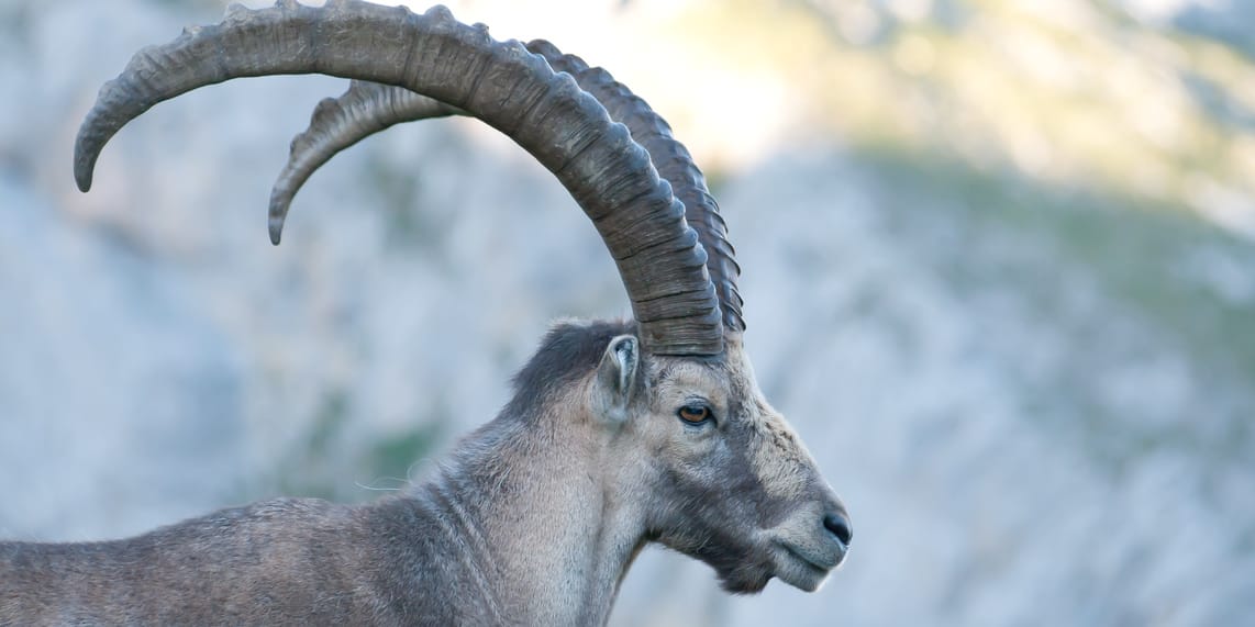 An ibex